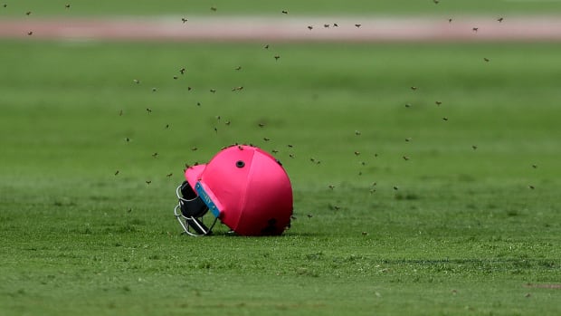 bees-warm-cricket-match.jpg